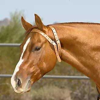 Leather Collar G73914