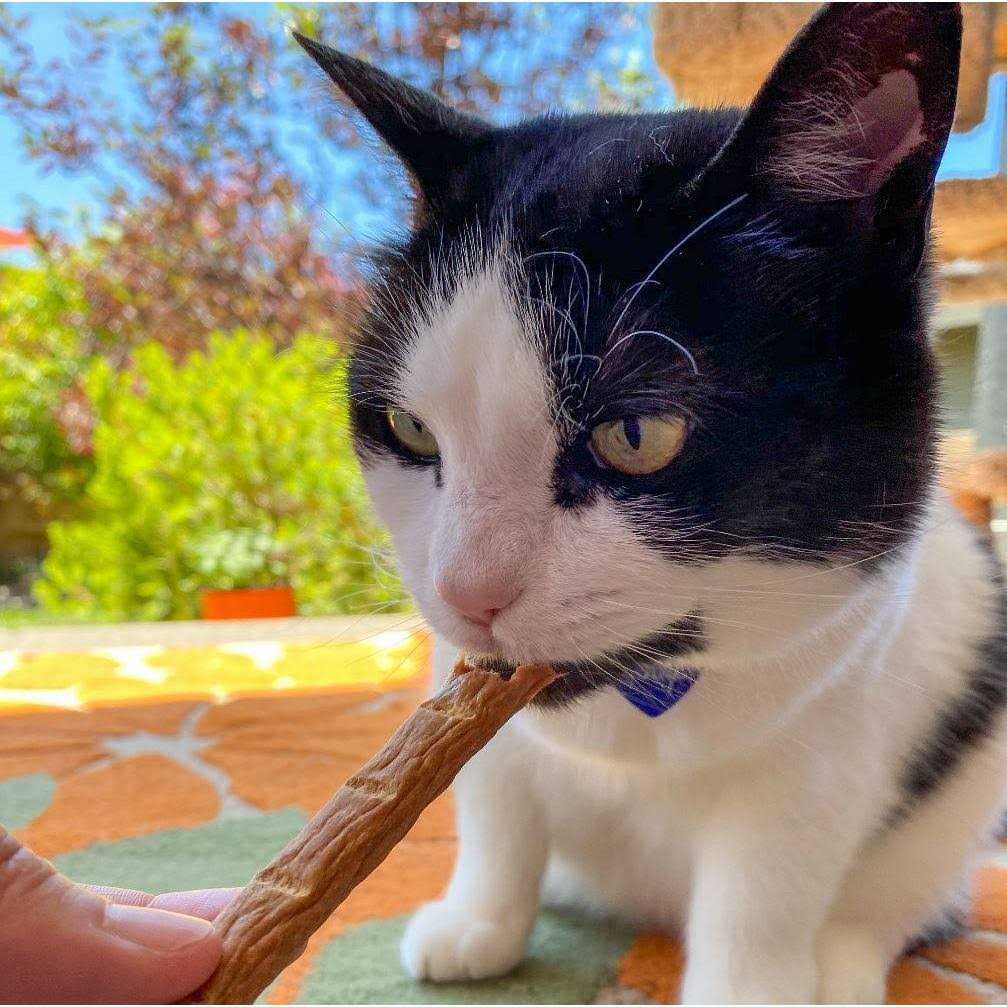 Chicken Cat Treats Z943361