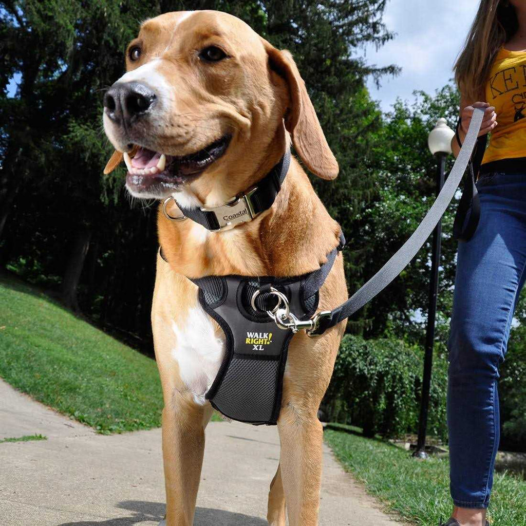 Padded Harness C3751