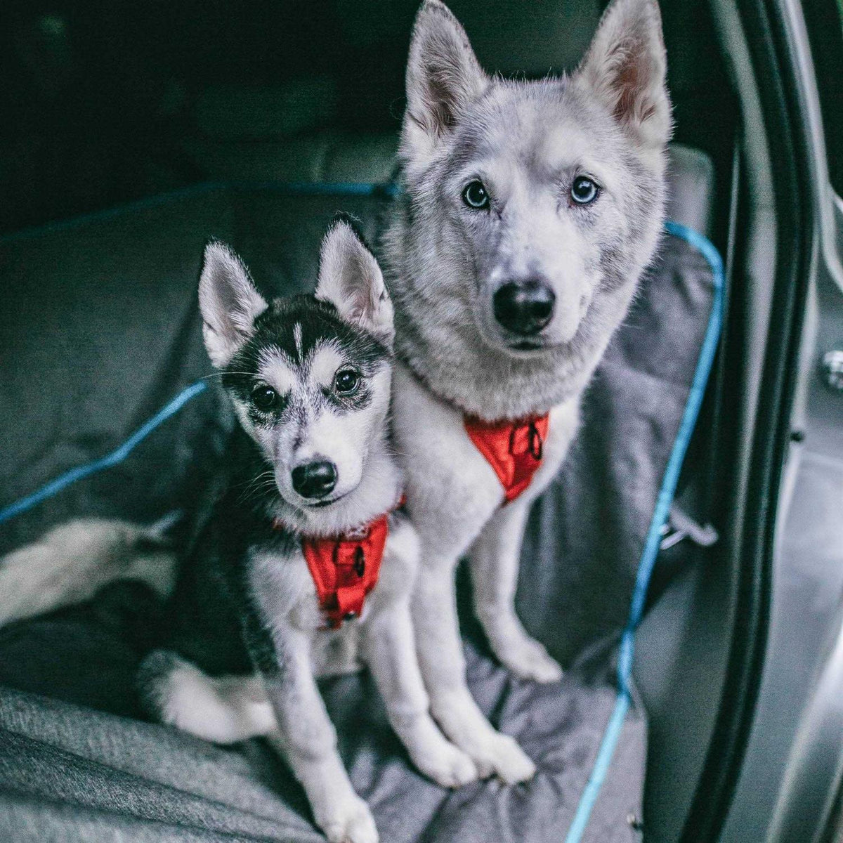 Dog Harness E719