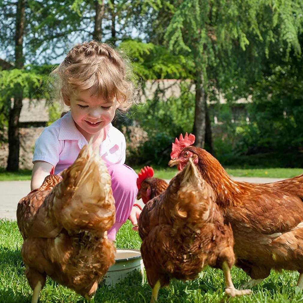 Large Metal Chicken Coop with Door & Cover Y939133