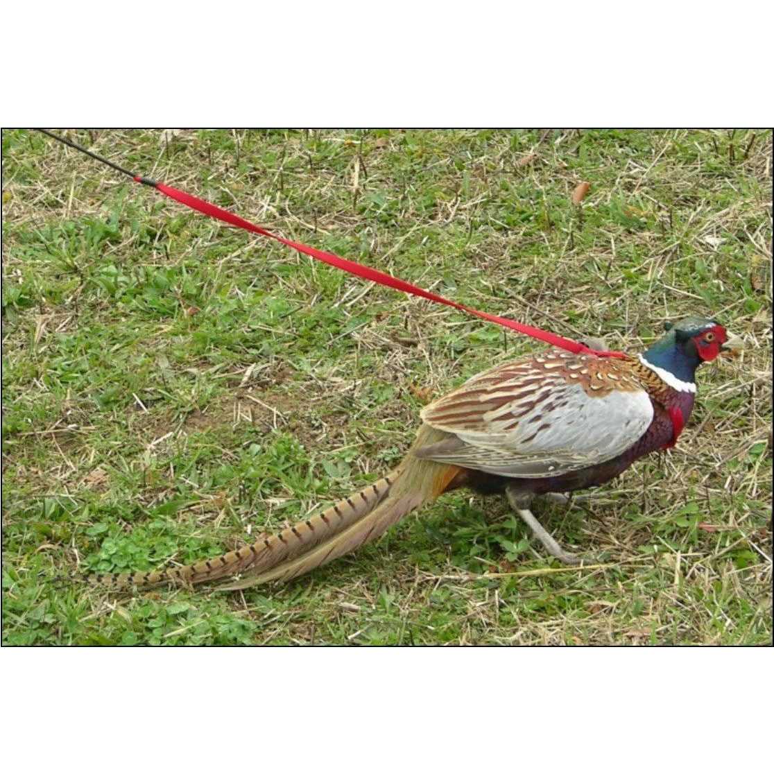 Bird Harness and Leash S238232
