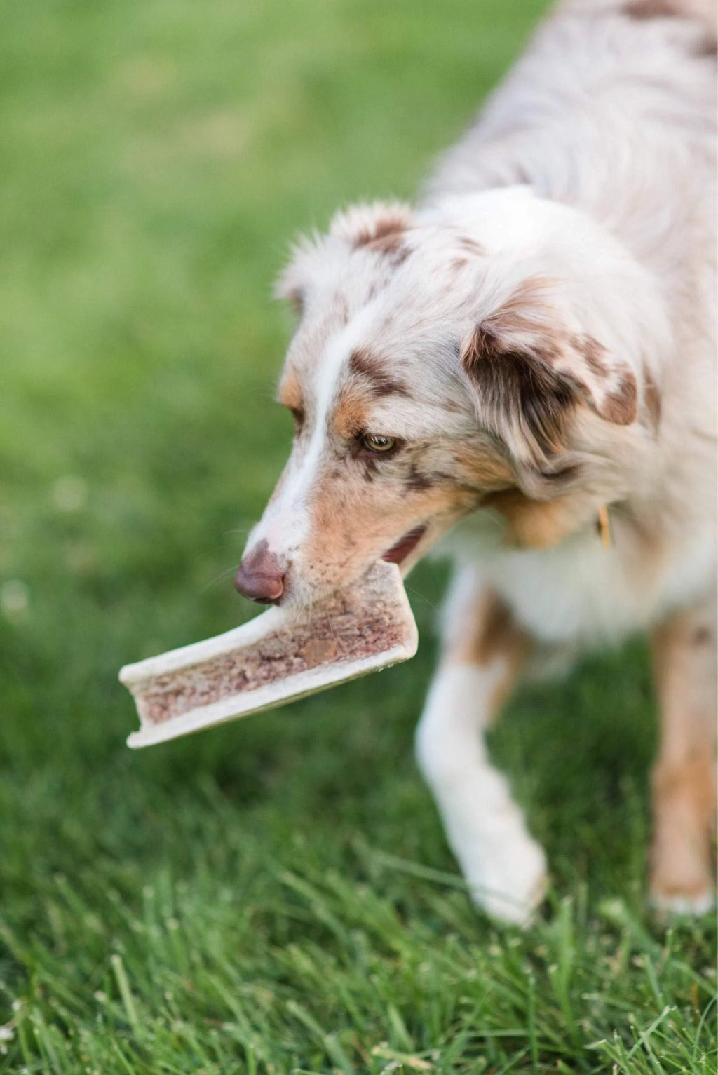 Small Split Elk Antler Dog Chews 3 Pack N528