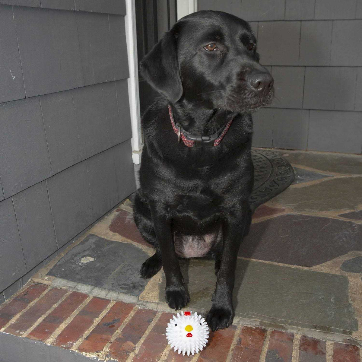 Chicken Dog Ball S456