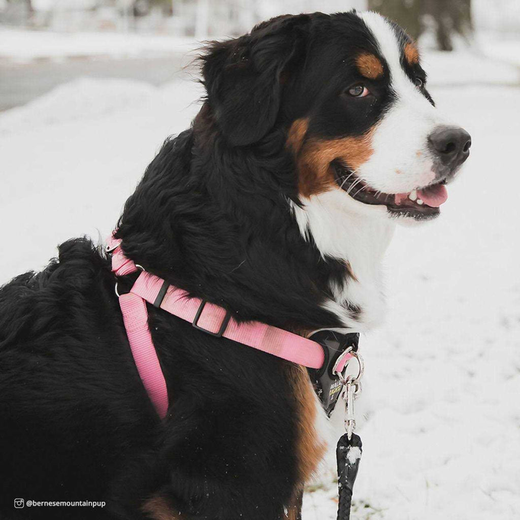 Padded Harness C3751