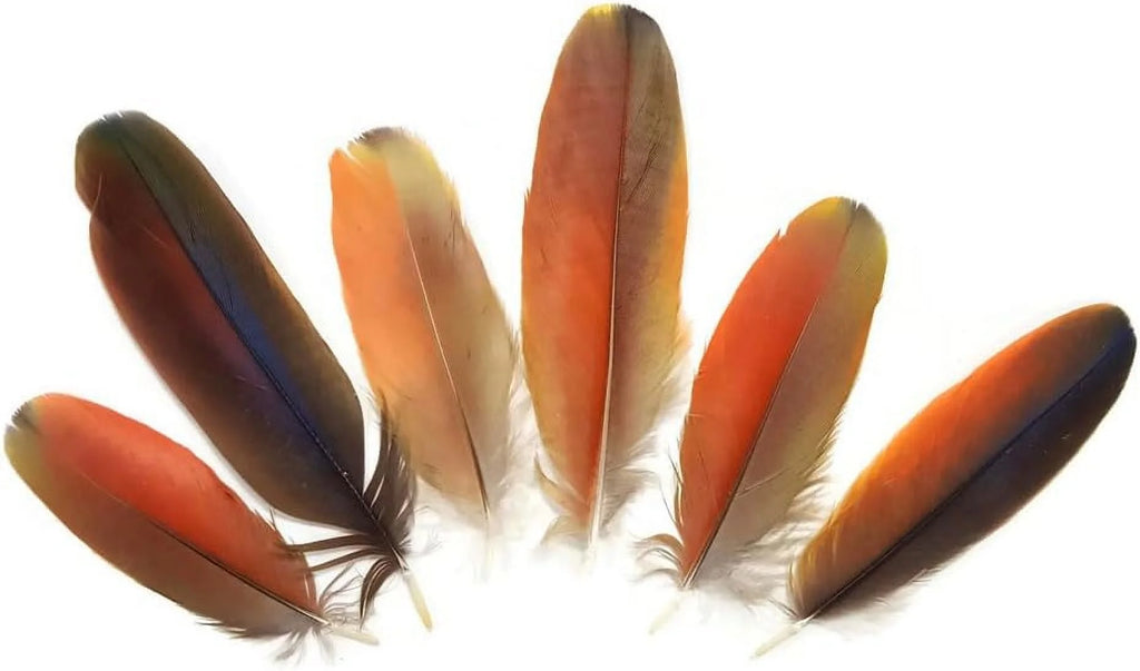 Natural Red Scarlet Medium Size Body Plumage, 4 Pieces U529624