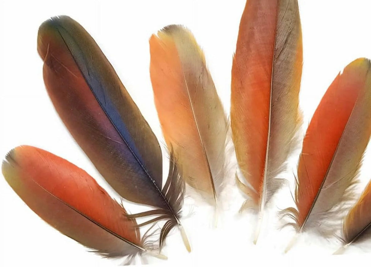 Natural Red Scarlet Medium Size Body Plumage, 4 Pieces U529624