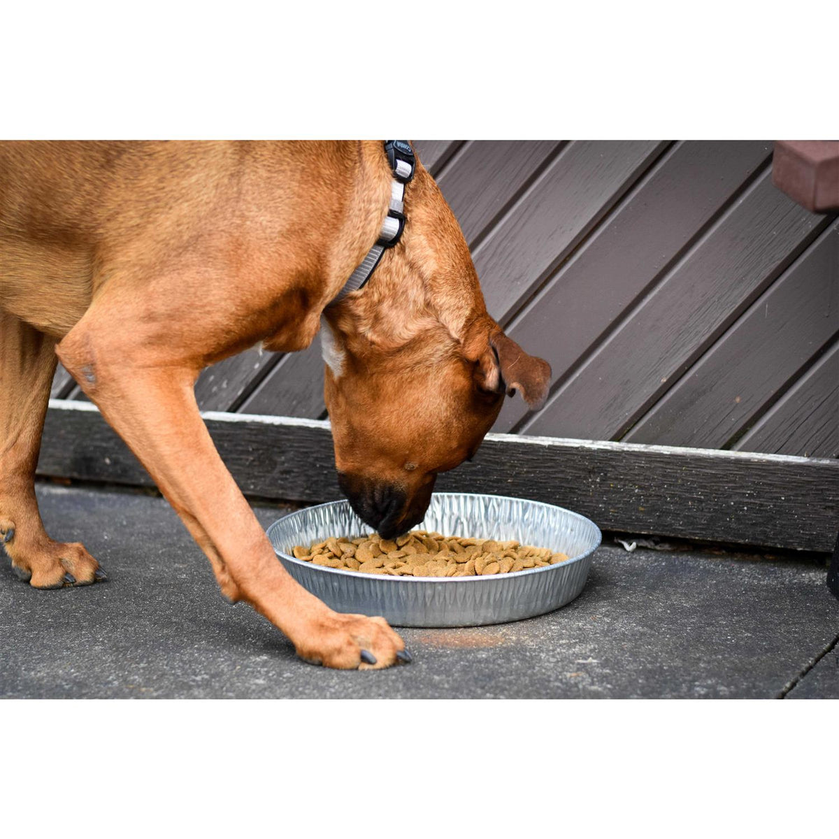 Galvanized Pet Pan 3 Quarts G6679