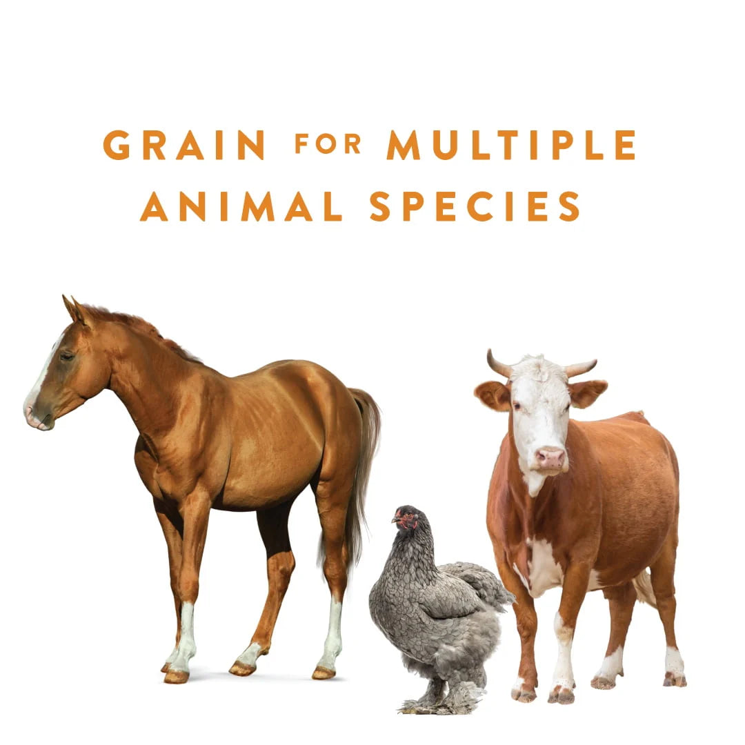 Cracked Corn Animal Feed, 40 lb T43491