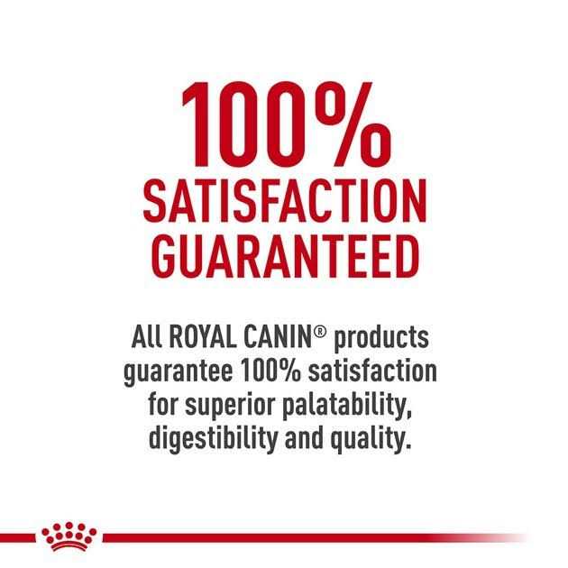 Maine Coon Dry Cat Food B724388