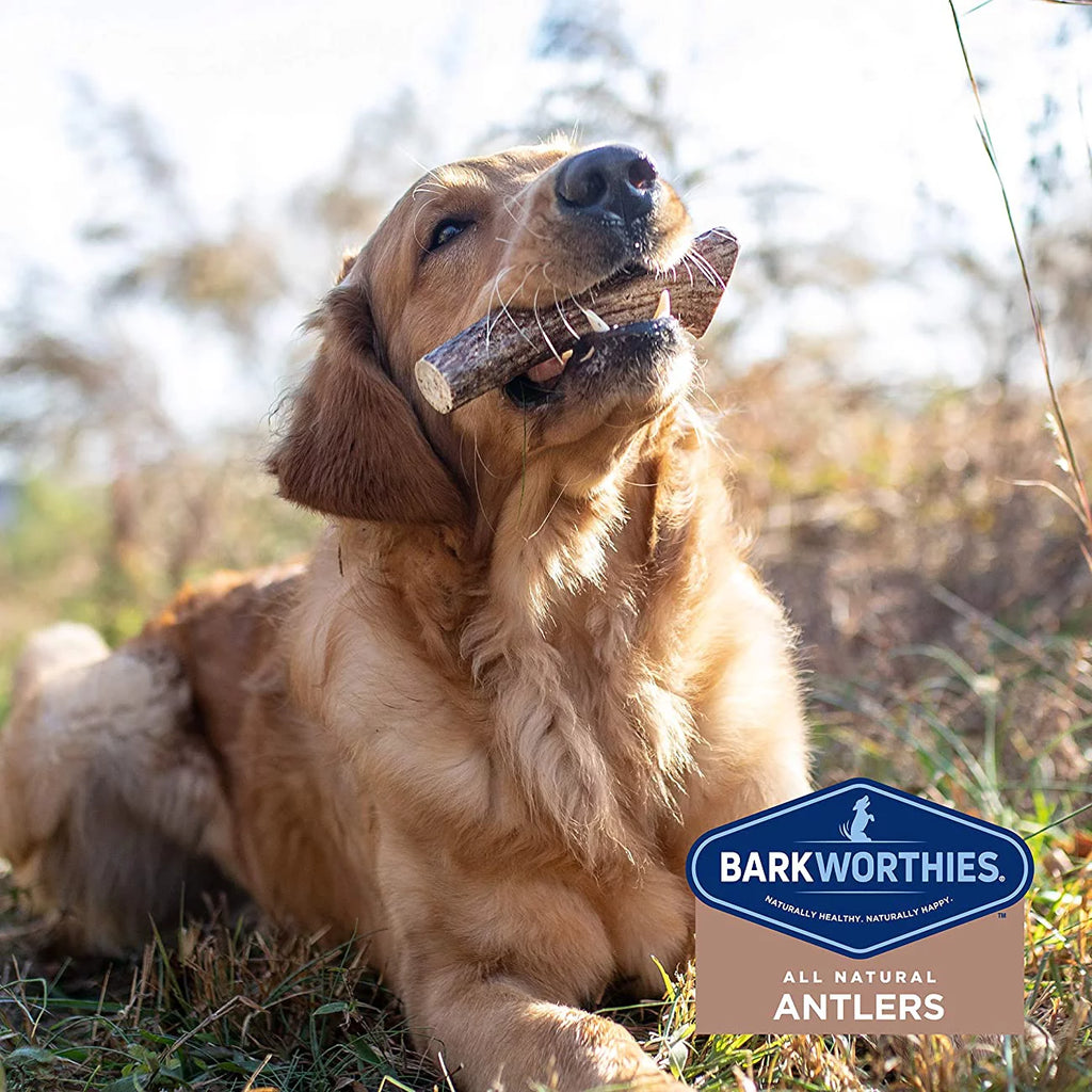 Elk Antler Dog Chews N392540